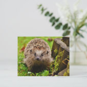 Igel im Forest Foto Postkarte (Stehend Vorderseite)