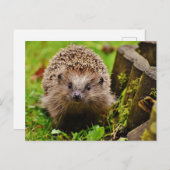 Igel im Forest Foto Postkarte (Vorne/Hinten)