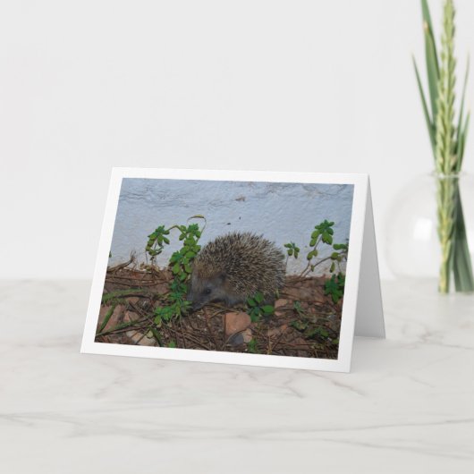 Igel im Gartenportrait Karte (Vorderseite)