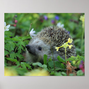 Igel in den Blume von Woodland Poster