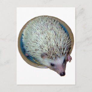 Igel in der Disc-Postkarte Postkarte