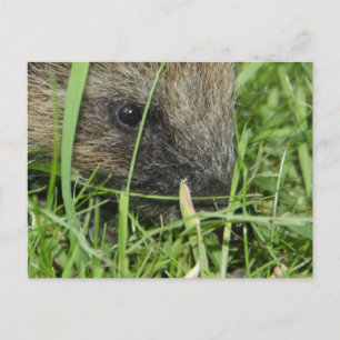 Igel in der Nah-up-Karte Postkarte