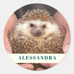 Igel in Hands-Foto Runder Aufkleber