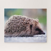 Igel in Natur, Jigsaw Puzzle (Horizontal)