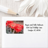 Igel-Kakteen (Insitu)