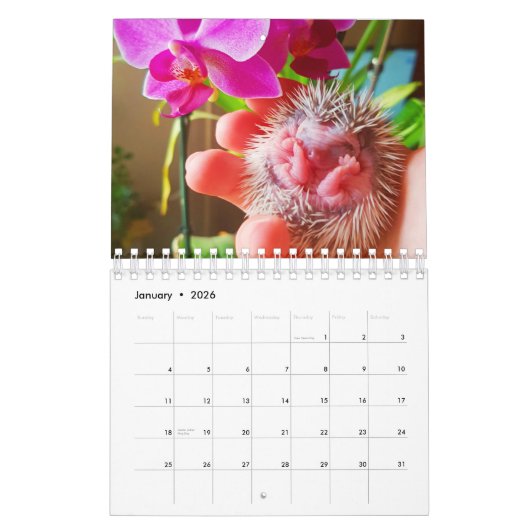 Igel Kalender (Jan 2026)