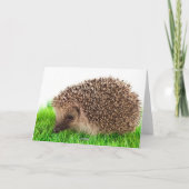 Igel Karte (Rückseite)
