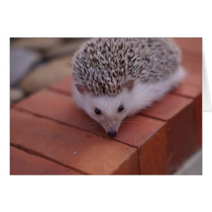 Igel-Karte erkunden
