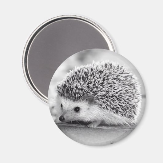 Igel Magnet (Vorderseite/Rückseite)
