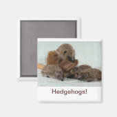 Igel Magnet (Vorderseite/Rückseite)