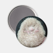 Igel Magnet (Vorderseite/Rückseite)
