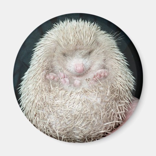 Igel Magnet (Vorne)