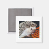 Igel Magnet (Vorderseite/Rückseite)