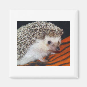 Igel Magnet