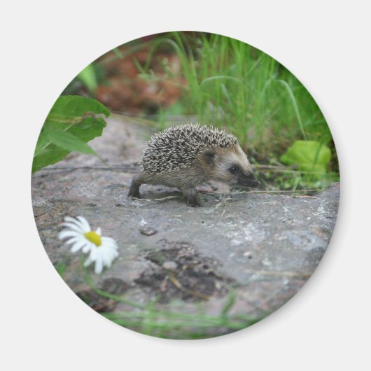 Igel-Magnet - anpassbar Magnet (Vorne)