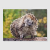 Igel-Magnetkarte Magnetkarte (Vorderseite)