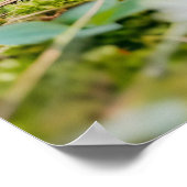 Igel mit Apple in Daisy Patch Poster (Ecke)