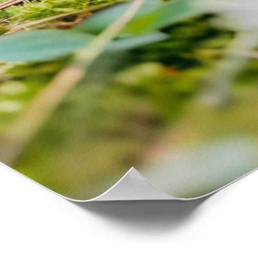 Igel mit Apple in Daisy Patch Poster (Ecke)