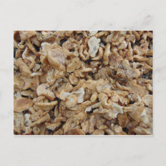 Igel Mushrooms Postkarte