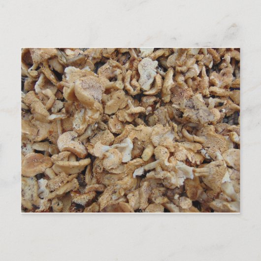 Igel Mushrooms Postkarte (Vorderseite)