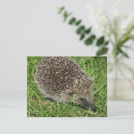 Igel Nah-up Postkarte (Stehend Vorderseite)