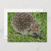 Igel Nah-up Postkarte (Vorne/Hinten)