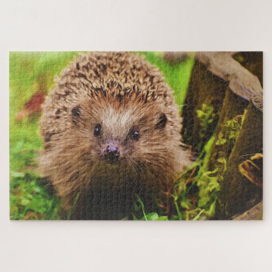 Igel neugierig erkunden puzzle (Horizontal)