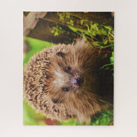 Igel neugierig erkunden puzzle (Vertikal)