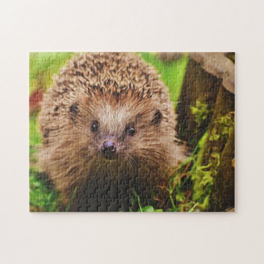 Igel neugierig erkunden puzzle (Horizontal)