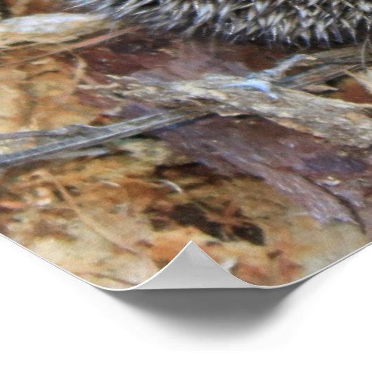 Igel Poster (Ecke)
