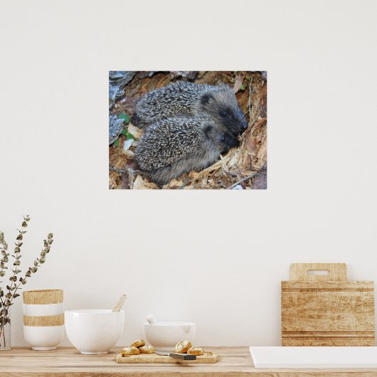 Igel Poster (Küche)