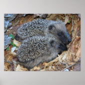 Igel Poster (Vorne)