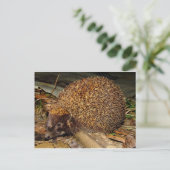 Igel Postkarte (Stehend Vorderseite)
