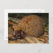 Igel Postkarte (Vorne/Hinten)