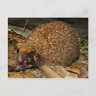 Igel Postkarte