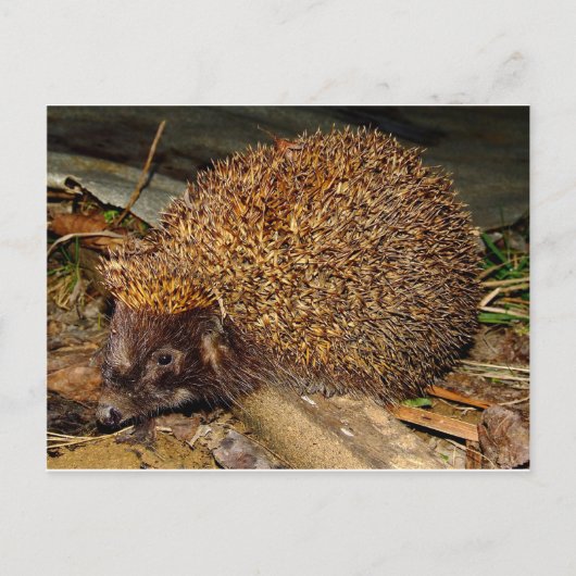 Igel Postkarte (Vorderseite)