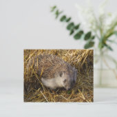 Igel Postkarte (Stehend Vorderseite)