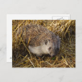 Igel Postkarte (Vorne/Hinten)