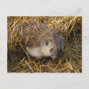 Igel Postkarte