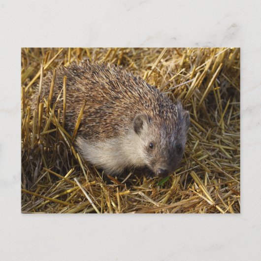 Igel Postkarte (Vorderseite)