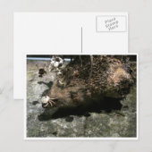 Igel Postkarte (Vorne/Hinten)