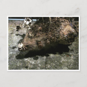 Igel Postkarte