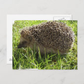 Igel Postkarte (Vorne/Hinten)