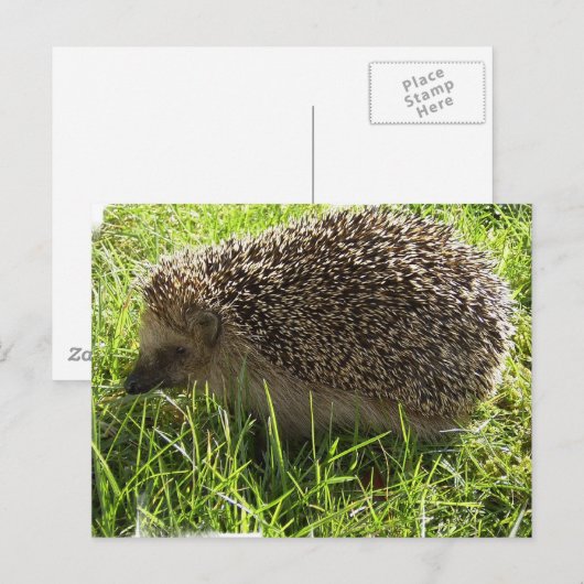 Igel Postkarte (Vorne/Hinten)