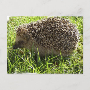 Igel Postkarte