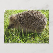 Igel Postkarte (Vorderseite)