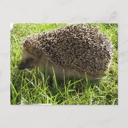 Igel Postkarte (Vorderseite)