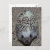 Igel Postkarte (Vorne/Hinten)