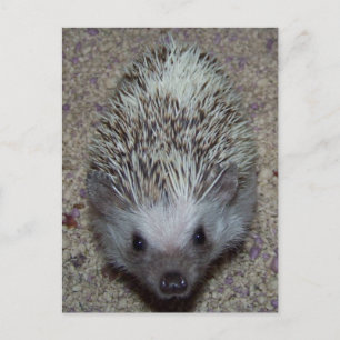 Igel Postkarte