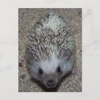 Igel Postkarte